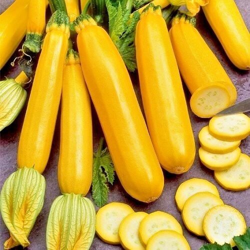 ✨Banana Zucchini - Golden Zucchini🌿Can be planted in all seasons