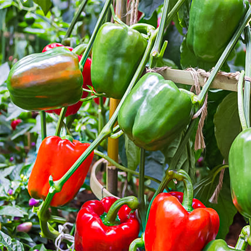 Rainbow Sweet Bell Pepper Seeds