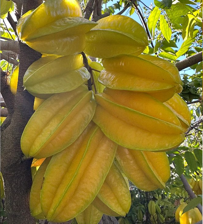 Four Seasons Star Fruit Seeds