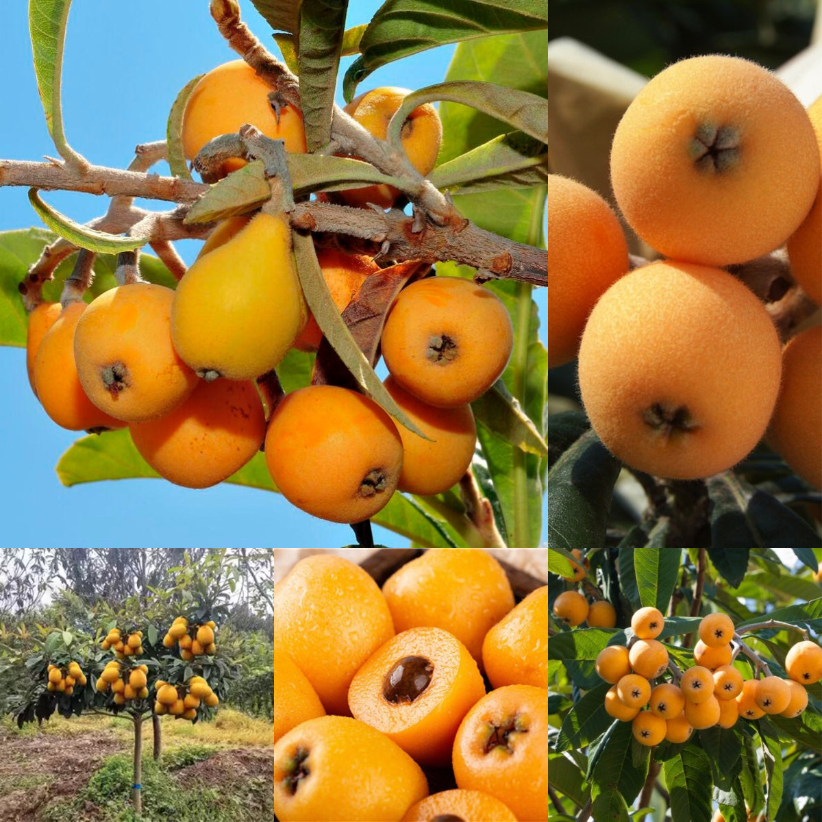 Five-star Loquat Seeds