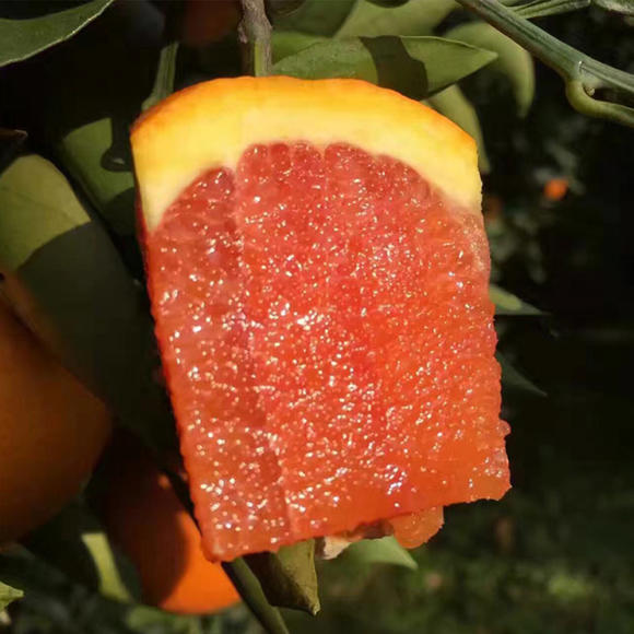 🍊Red Flesh Blood Orange Seeds(Can be potted)