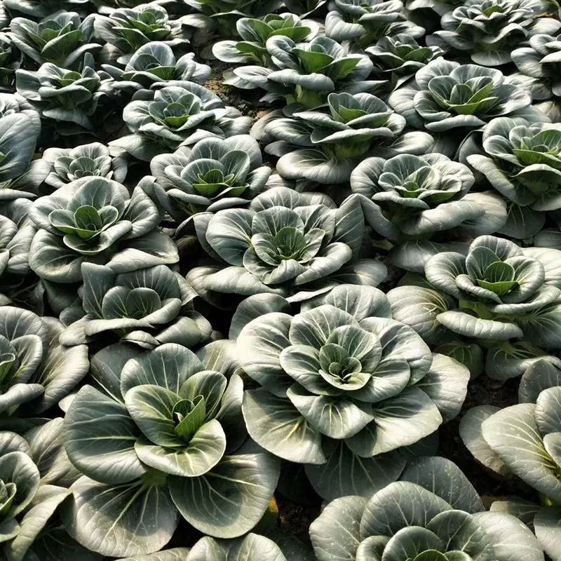 Black leaf Cabbage Seeds