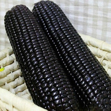 Purple Corn Seeds-Organic Maiz Morado