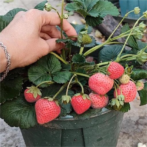 PEACH LAVENDER STRAWBERRY SEEDS (PEACH FLAVOR)