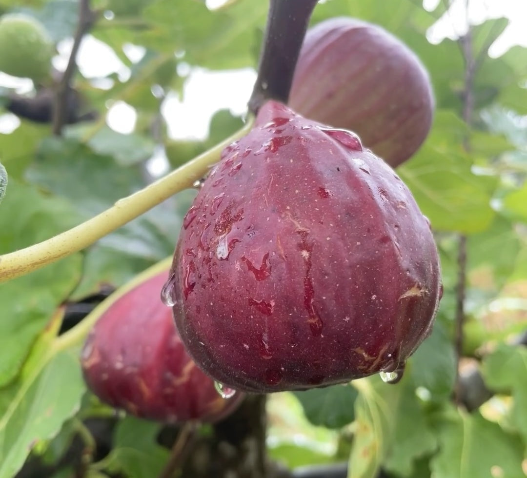 🍑Super Giant Fig Tree Seeds - The Sweetness of a Peach in Every Bite! 🌟