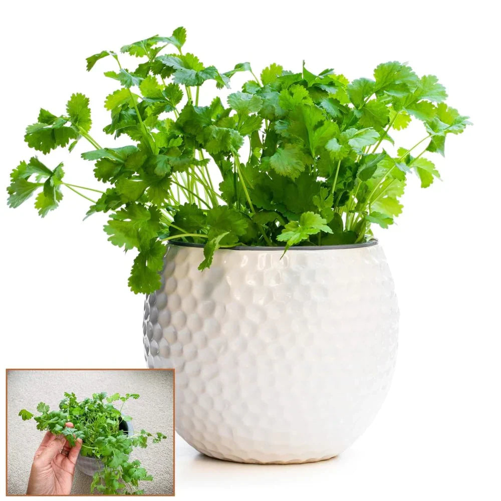 😍Last Day Sale - 60% OFF✨Coriander seeds 🌱