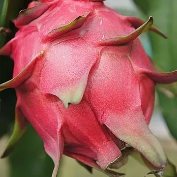 Multi-colored Dragon Fruit Seeds