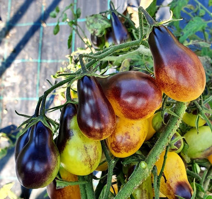 Sugar Bomb Black Gemstone Tomato