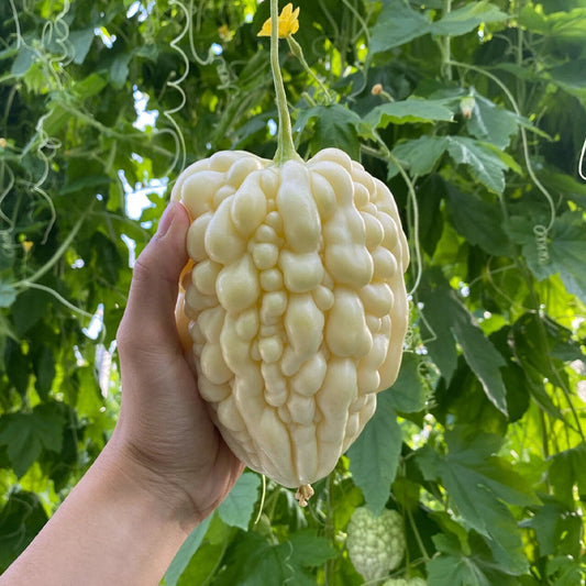 🍈Apple Balsam Pear Seeds