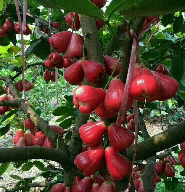 Wax-apple Fruit Seeds🍹100% Germination Rate