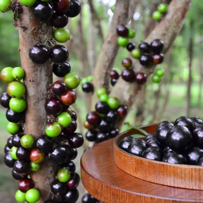 🍇Garbo fruit-Tree Grape Seeds