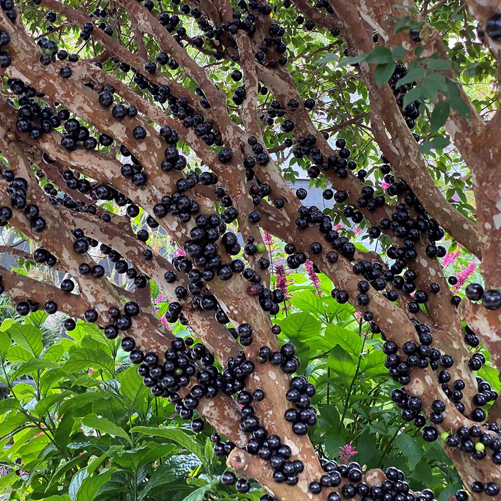 Jabuticaba-Plinia cauliflora-Tree Grape Seeds