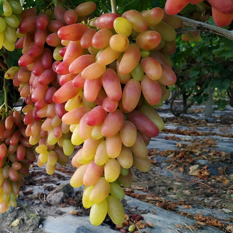 Last Day Sale - 60% OFF🍇Manicure Finger Grapes Seeds(98% Germination)