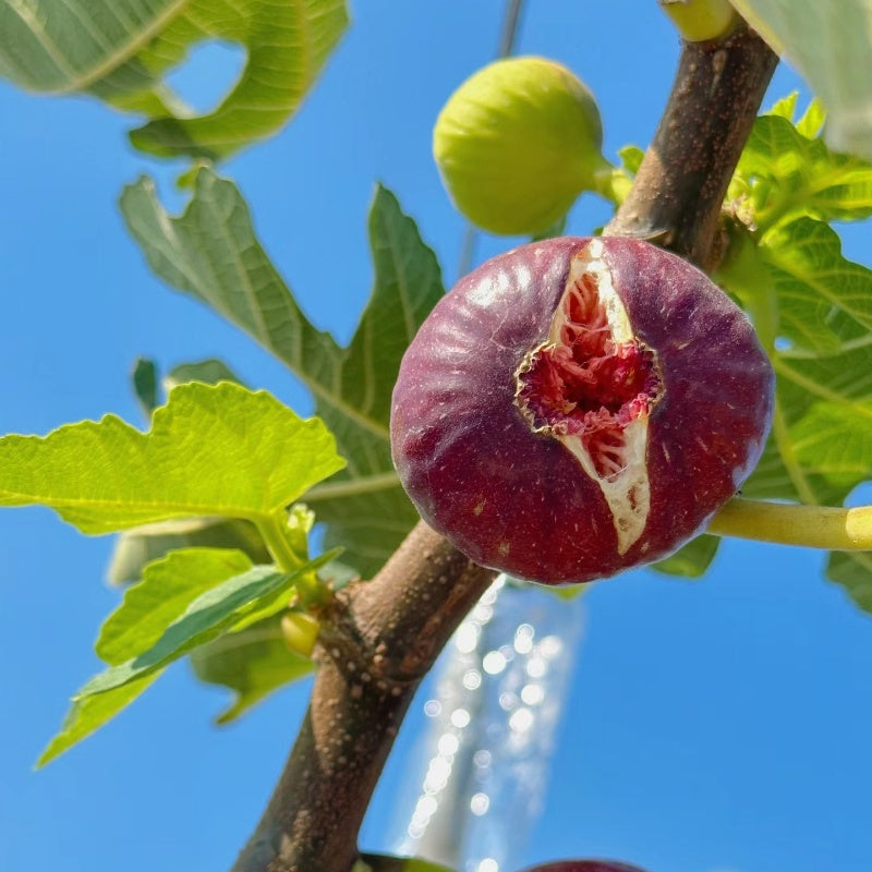 🍑Super Giant Fig Tree Seeds - The Sweetness of a Peach in Every Bite! 🌟