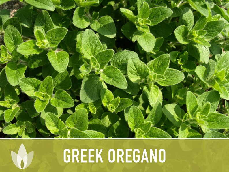 Greek Oregano Herb Heirloom Seeds - Open Pollinated, Non-GMO