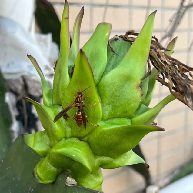 Multi-colored Dragon Fruit Seeds