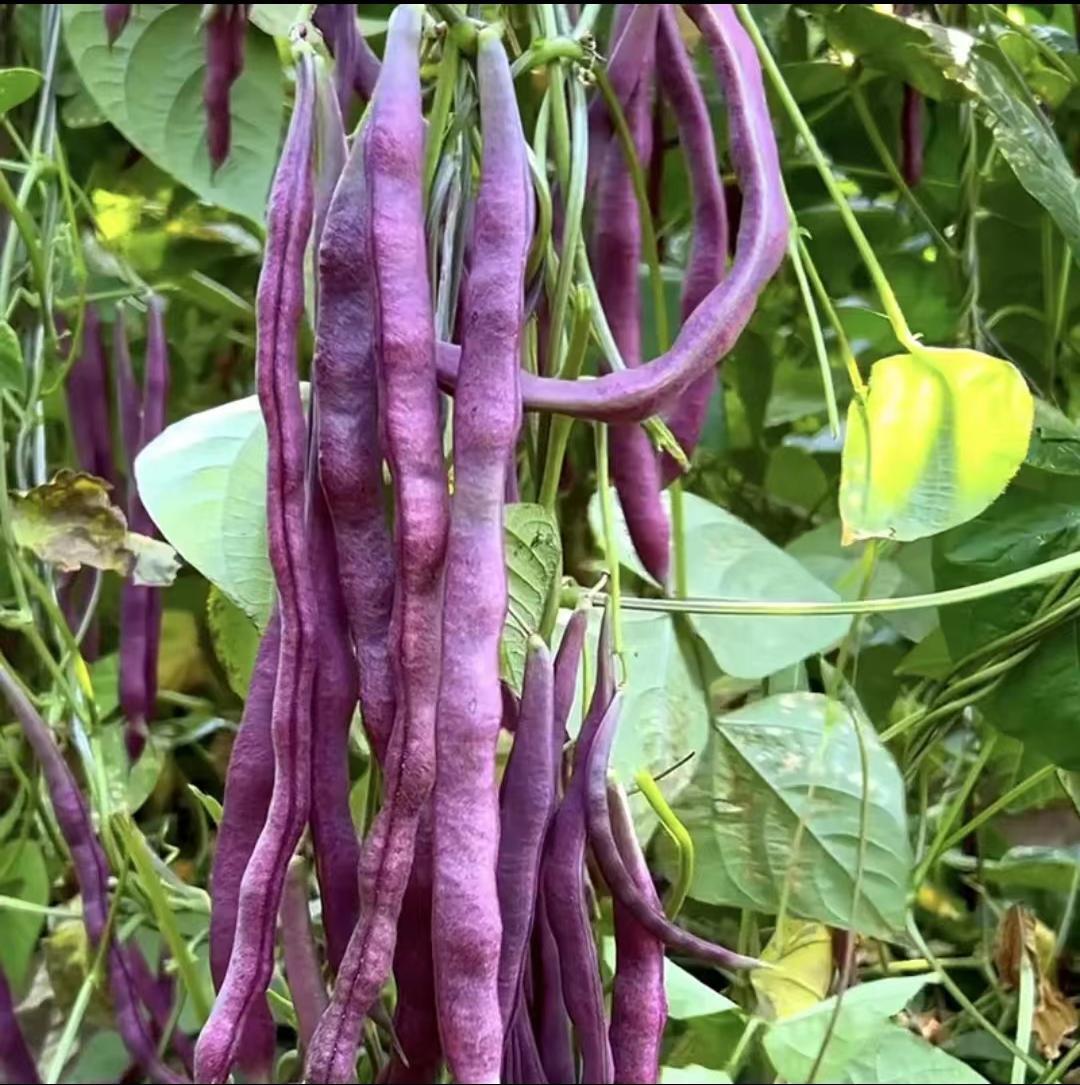 Purple  Kidney Beans Seeds, Purple Climbing Beans Seeds