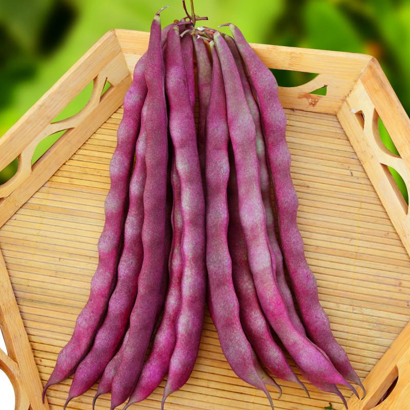 Purple  Kidney Beans Seeds, Purple Climbing Beans Seeds