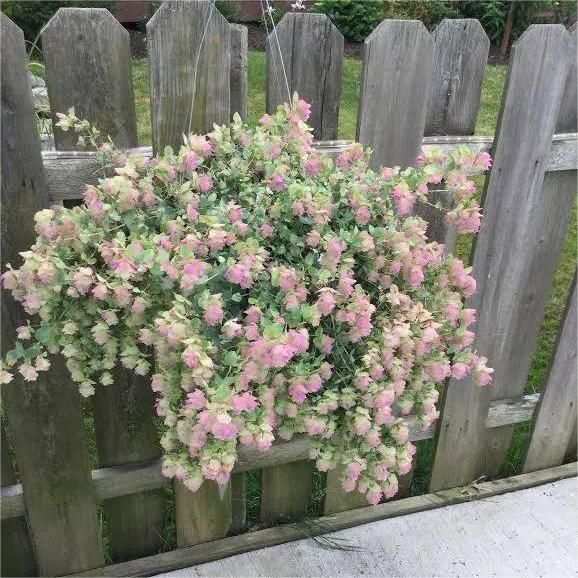 😍Last Day Sale - 60% OFF✨Ornamental Oregano Seeds - 2024 New Variety "Paper Folding Picture"