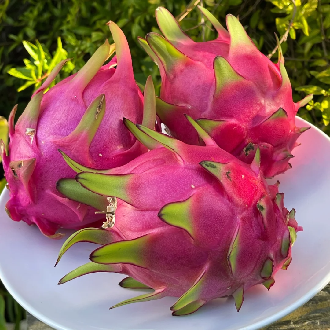 🔥Red Heart Dragon Fruit