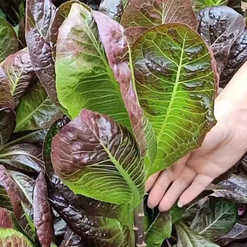 Coffee Leaf lettuce Seeds-Harvest Within 30 days-Fewer pests