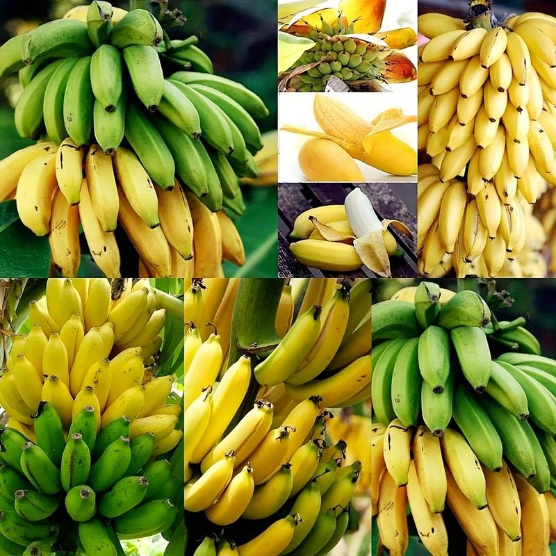 🔥Last Day Sale - 60% OFF 🍌Rare Fruit Seeds for Planting 100 Banana Tree Seeds for Planting