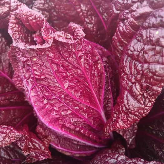 Organic Purple Cabbage Seeds