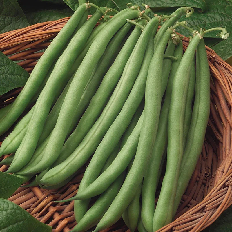 Bush Beans🫛Seeds(High Yield)