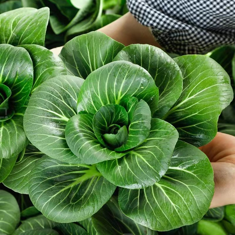 Black leaf Cabbage Seeds