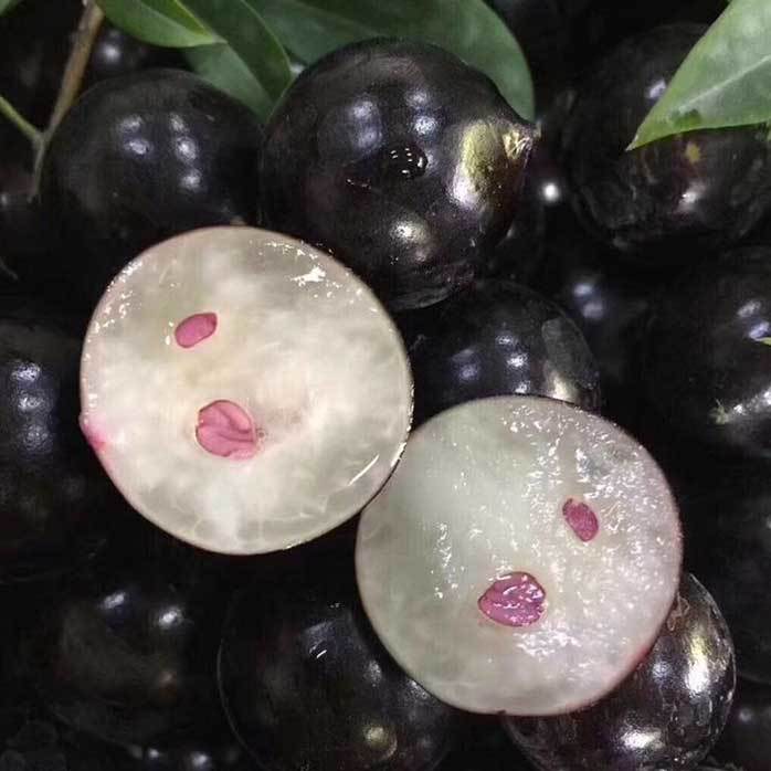 🍇Garbo fruit-Tree Grape Seeds