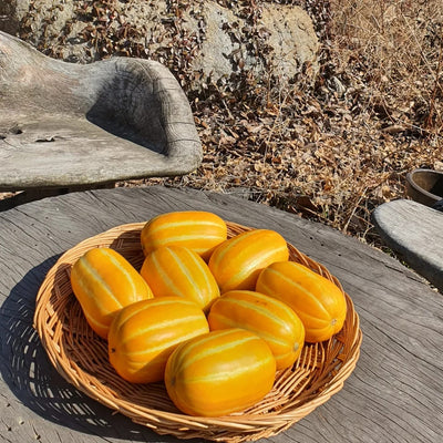 Golden Melon Seeds