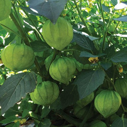 Super Verde Tomatillo Seeds