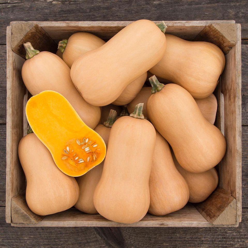 Butternut Squash Organic Seed