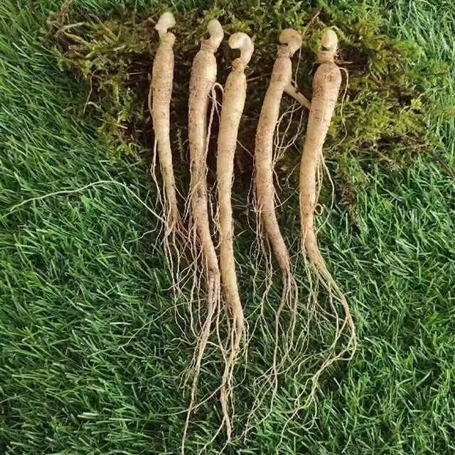 Precious Ginseng Seeds  Herbaceous Perennial