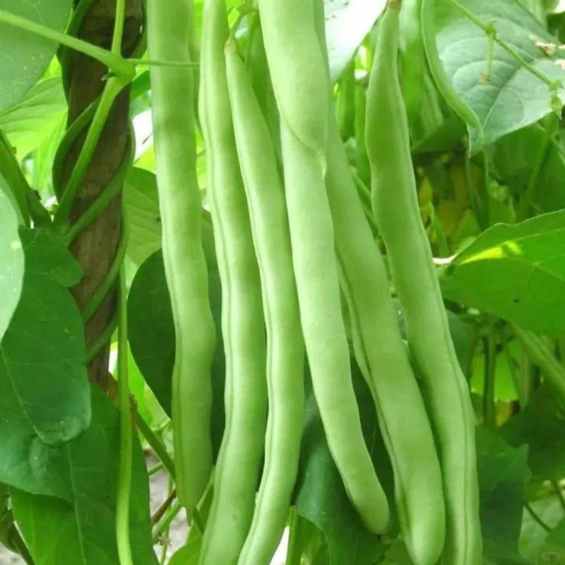 Bush Beans🫛Seeds(High Yield)