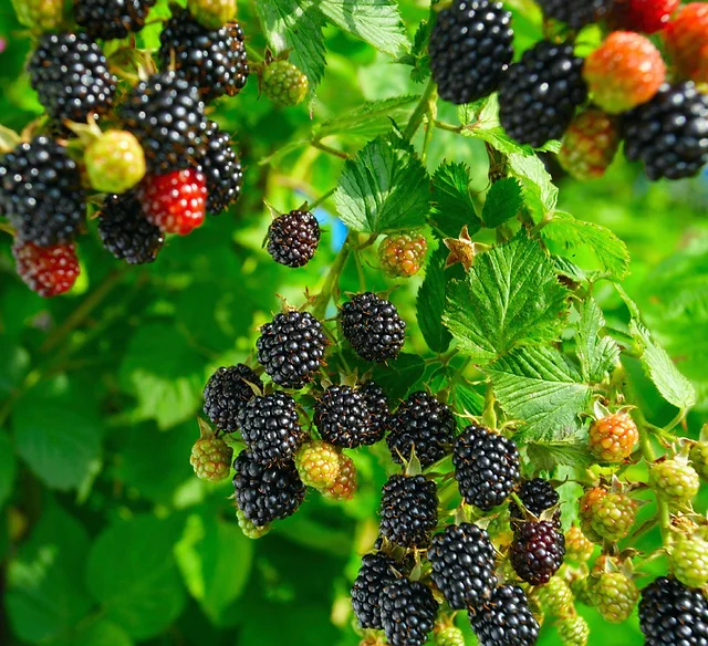 🔥Sweet Giant Blackberry Seeds