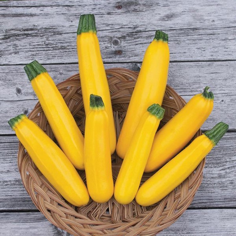 ✨Banana Zucchini - Golden Zucchini🌿Can be planted in all seasons