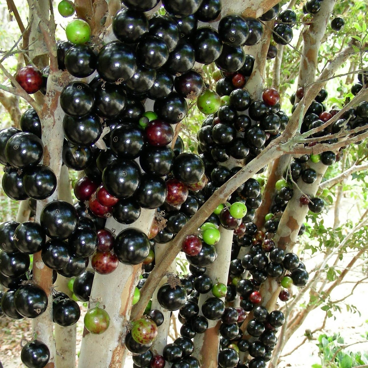 🍇Garbo fruit-Tree Grape Seeds