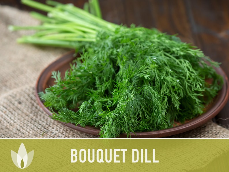 Bouquet Dill Heirloom Seeds - Non-GMO, Open Pollinated, Culinary Herb