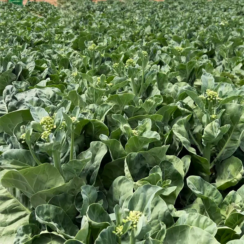 🥦Delicious and Tender Choy Sum🥦