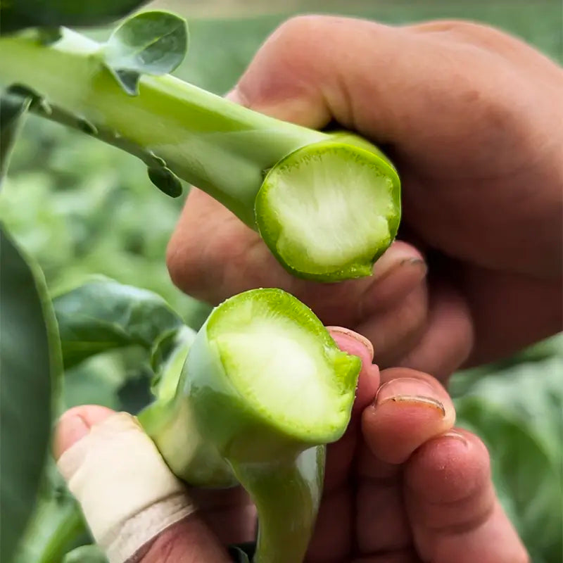 🥦Delicious and Tender Choy Sum🥦