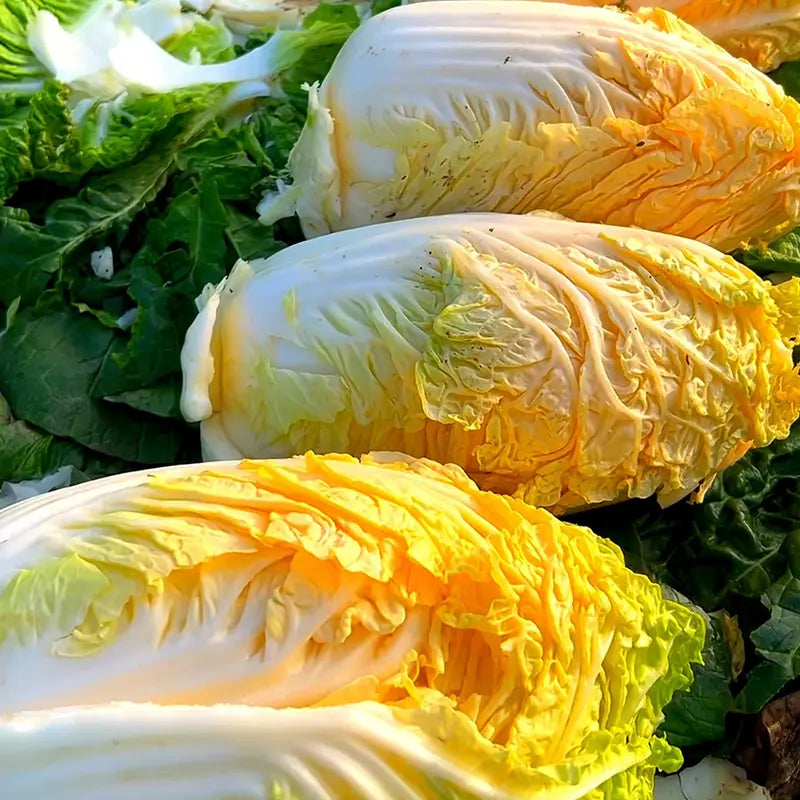 Orange-red Heart Cabbage Seeds