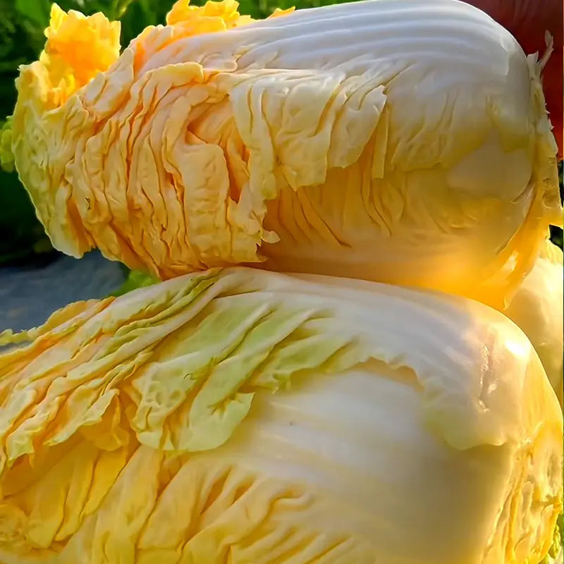 Orange-red Heart Cabbage Seeds