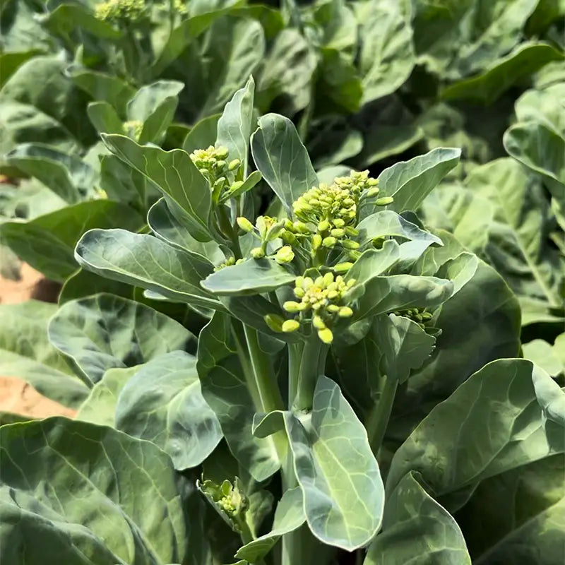 🥦Delicious and Tender Choy Sum🥦