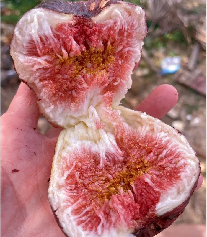 🍑Super Giant Fig Tree Seeds - The Sweetness of a Peach in Every Bite! 🌟