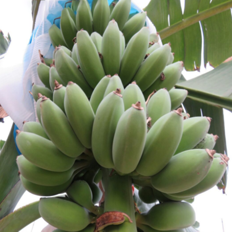 Drawf Banana Seeds