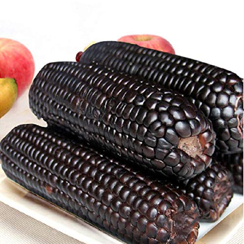 Purple Corn Seeds-Organic Maiz Morado