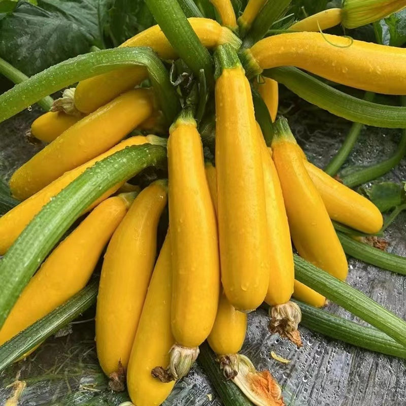 ✨Banana Zucchini - Golden Zucchini🌿Can be planted in all seasons