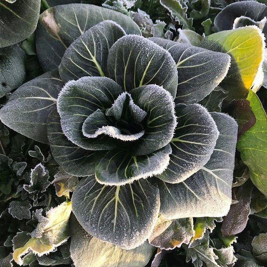 Black leaf Cabbage Seeds