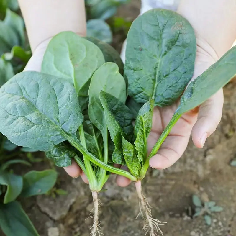 Dwarf Spinach